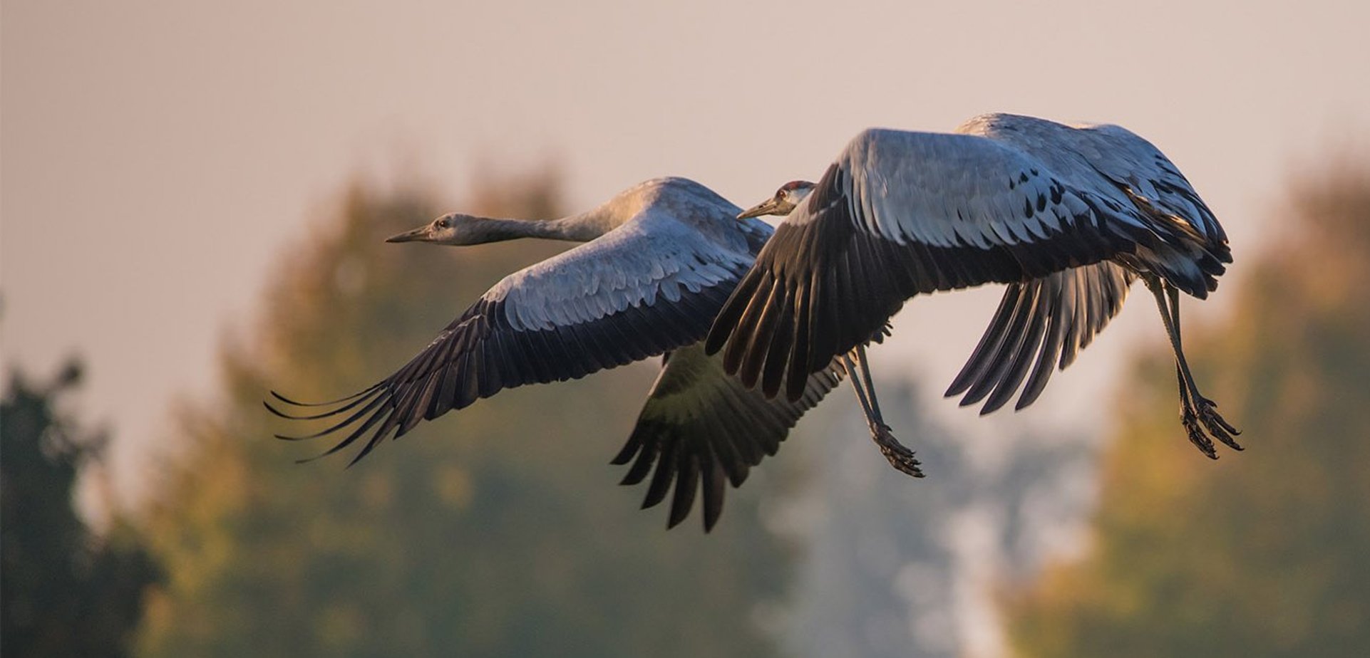 Kraniche im Flug während Sonnenuntergang